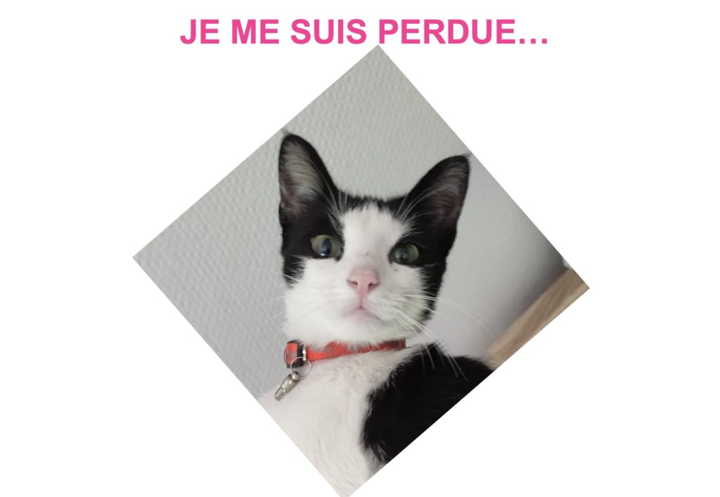 PERDU CHAT