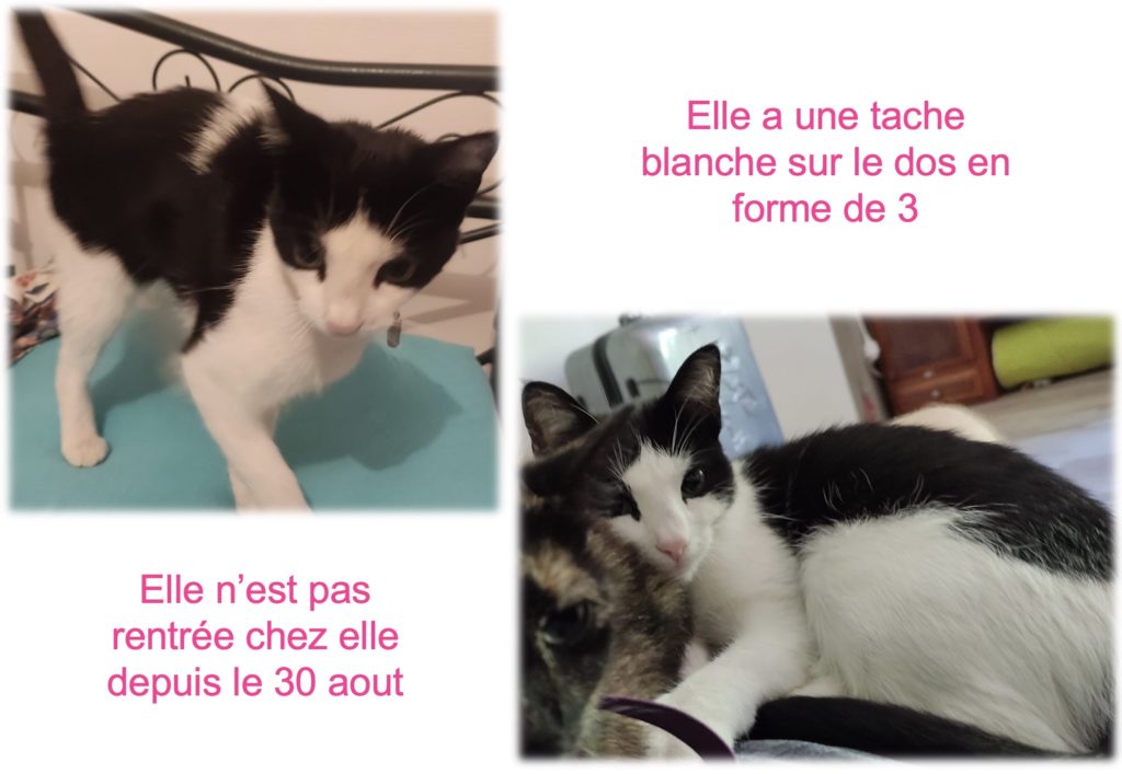 perdu chat3