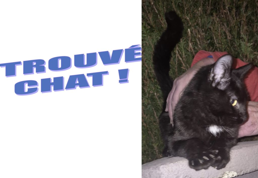 trouvé chat1