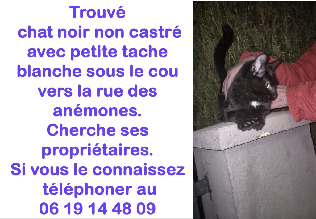 trouvé chat2